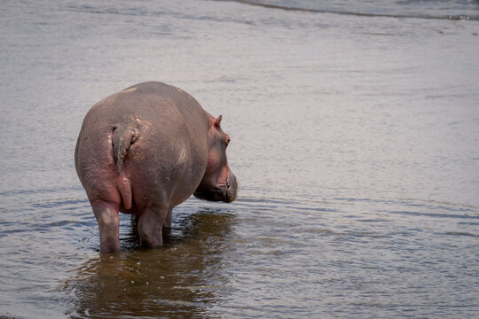 Common hippopotamus stands in stream looking round