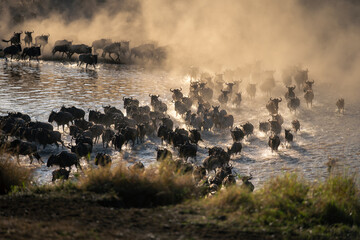 Group of blue wildebeest cross shallow river