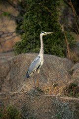 Grey heron on rock with bush behind