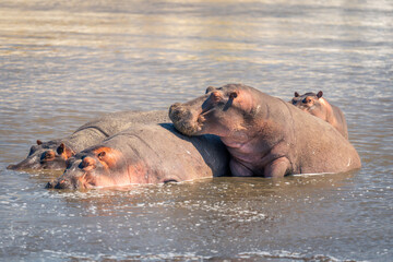 Four common hippopotamuses lie in shallow river