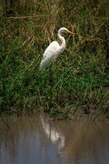 Great egret in grass reflected in water