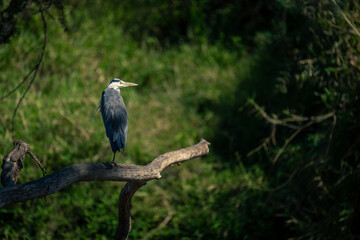Grey heron on dead branch in sunshine