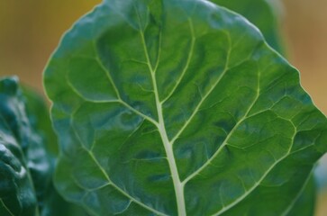 Close up of a green leaf of a cabbage in the field