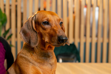 A small cute dachshund dog sits in a cafe with love for pets peers into distance with interest