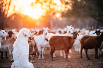 Big white hairy dog watching goats in a yard with the sunset behind