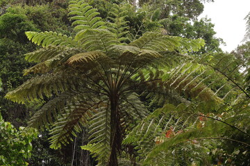 Fototapeta na wymiar Tree fern or Cyathea from Indonesian New Guinea