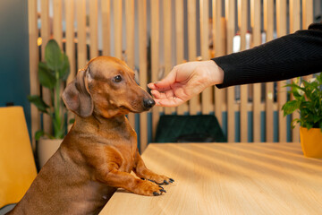 A small cute dachshund dog sits in a cafe with love for pets and caresses the hand its owner