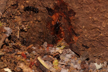 Close up photo of black ants on their nest entrance