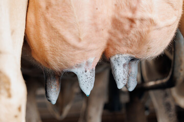 Closeup iodine on cow udder for disinfection and health care vs mastitis