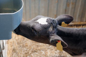 Young calf drinks vitamin mixture instead of cow milk. Veterinary medicine concept on livestock...