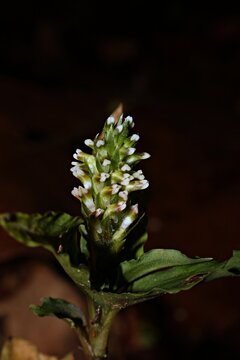 Vrydagzynea, a terrestrial orchid from Indonesian New Guinea