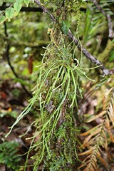 Taeniophyllum, ghost or root orchid from Indonesian new Guinea