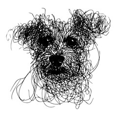 Messy line drawing of a poodle dog's face