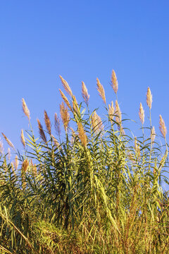 Giant reed Arundo donax. Green leaves and flowers against blue sky on sunny autumn day. Montenegro