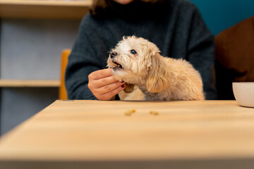 in the arms of his owner he is happy to be with her and eat delicious first trip the dog cafe