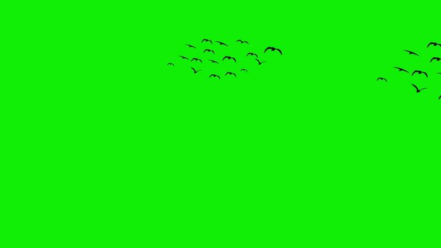 2d black flock bird horizontal flying 4k green screen animation 