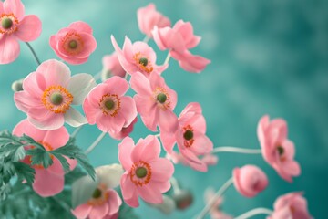 Bunch of Pink Anemone Flowers in Full Bloom on Turquoise Blue Background