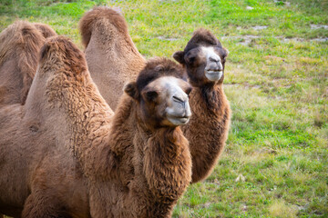 Bactrian twin camels looking majestic