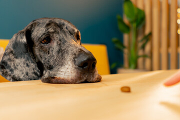 close up of Great Dane dog in cafe against the background of a yellow sofa looking on food