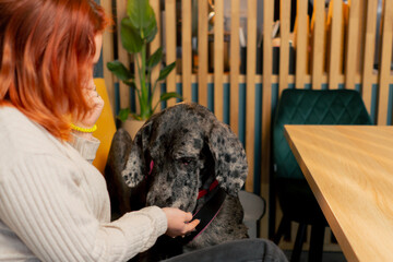 portrait of a large spotted Great Dane in a cafe against the background of a yellow sofa, looking...