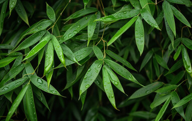Bamboo leaves close up