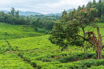 Grüne Landschaft im Westen Ugandas mit Teeplantagen und Flammenbaum