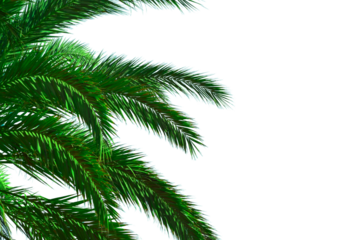 Natural coconut palm branches isolated on white background. Realistic green palm leaves in PNG. Tropical plants of green leaf 