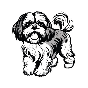 shitzu dog vector