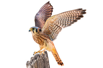 American Kestrel (Falco sparverius) High Resolution Photo, Taking Off, on a Transparent PNG...