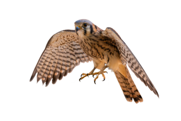 American Kestrel (Falco sparverius) High Resolution Photo, on a Transparent PNG Background