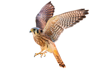 American Kestrel (Falco sparverius) High Resolution Photo, on a Transparent PNG Background
