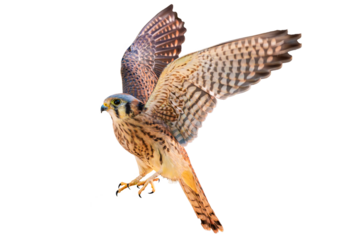 American Kestrel (Falco sparverius) High Resolution Photo, on a Transparent PNG Background