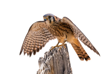 American Kestrel (Falco sparverius) High Resolution Photo, Landing, on a Transparent PNG Background