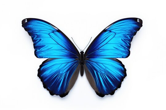 Blue butterfly on a white background. Suitable for nature-themed designs