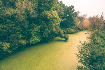 zielony zarośnięty potok w parku wśród soczystej zieleni - obrazy, fototapety, plakaty