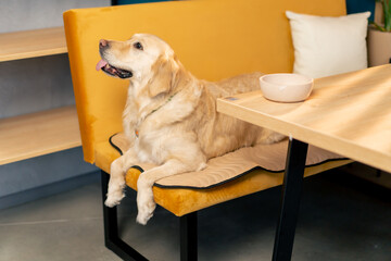 the retriever sits on a yellow couch at the table and looks out where his owner
