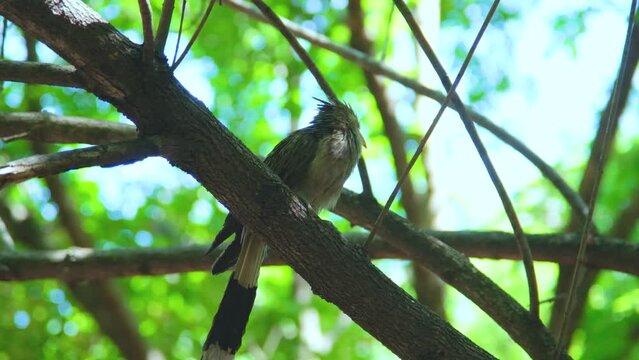 Guira (Guira guira) is a larval cuckoo, the only member of the genus Guira. It is found in southern and eastern Brazil, non-mountainous Bolivia, Paraguay, Uruguay and northern Argentina. 