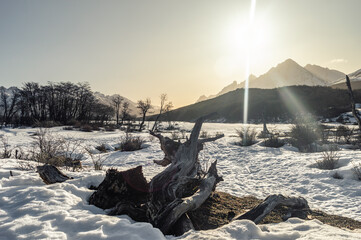 fallen tree in the snow with mountain range in the background, golden hour. Ushuaia Emerald Lagoon