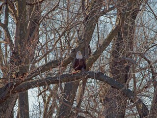 American Bald Eagles Migrate Through Missouri