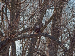 American Bald Eagles Migrate Through Missouri