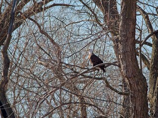 American Bald Eagles Migrate Through Missouri
