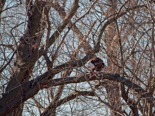 American Bald Eagles Migrate Through Missouri