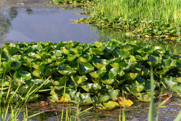 Water lilies have lush green leaves in the water. The natural environment around Dal Lake, Jammu...