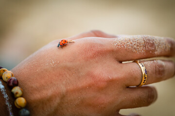 coccinelle sur une main