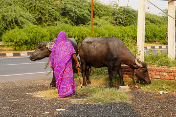 Indie Krowy 