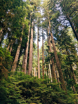 Chapel of Trees