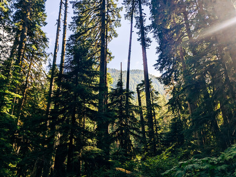 Mountaintops from Forest Floor