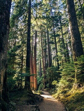 Shady Path