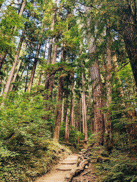 The Forest Path
