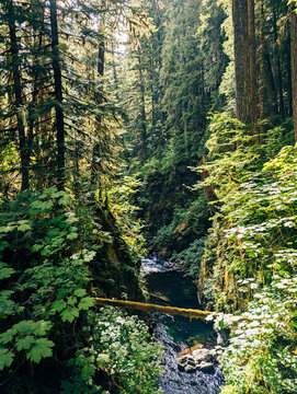 River in the Forest